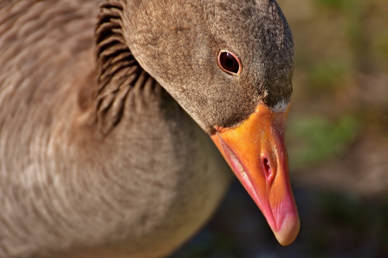 goose water bird poultry free photo