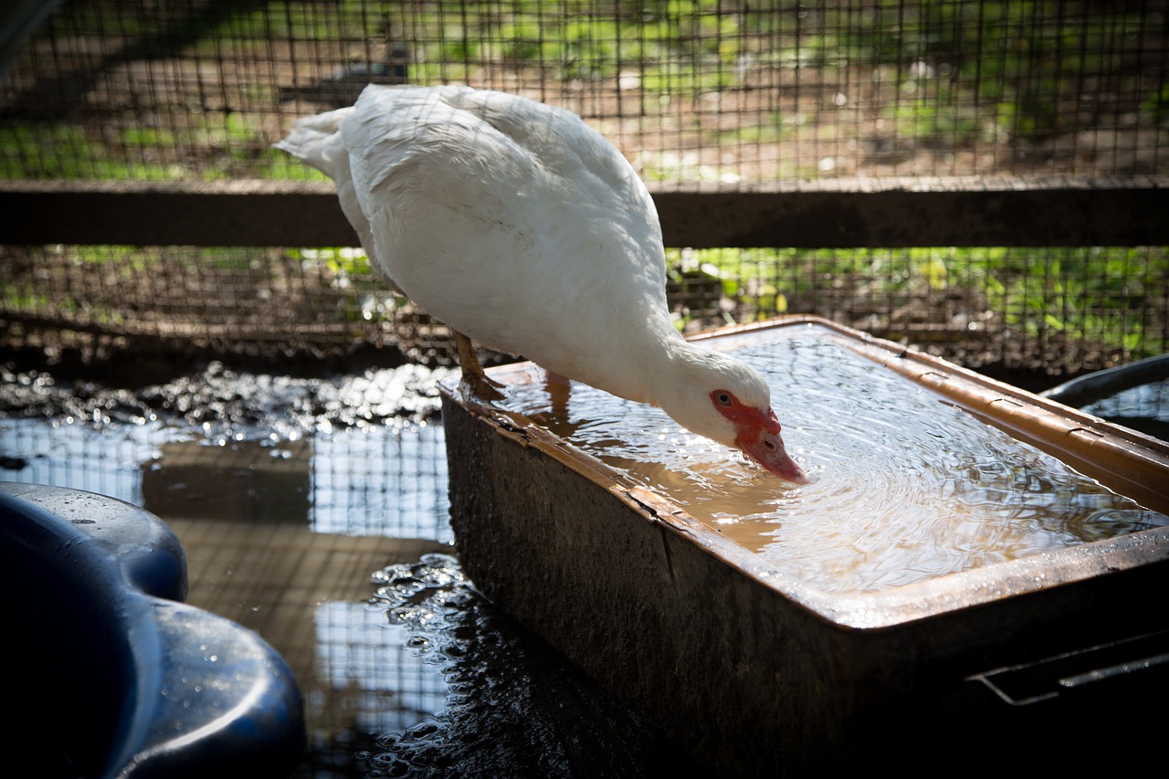 goose white water free photo