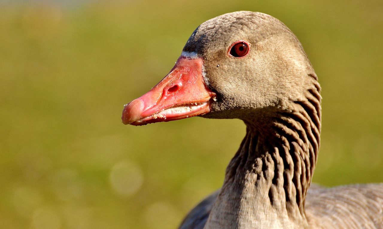 goose water bird animal free photo