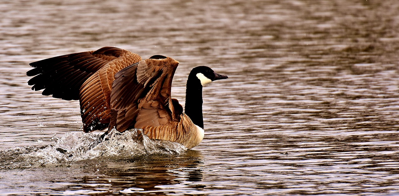 goose wild goose water free photo