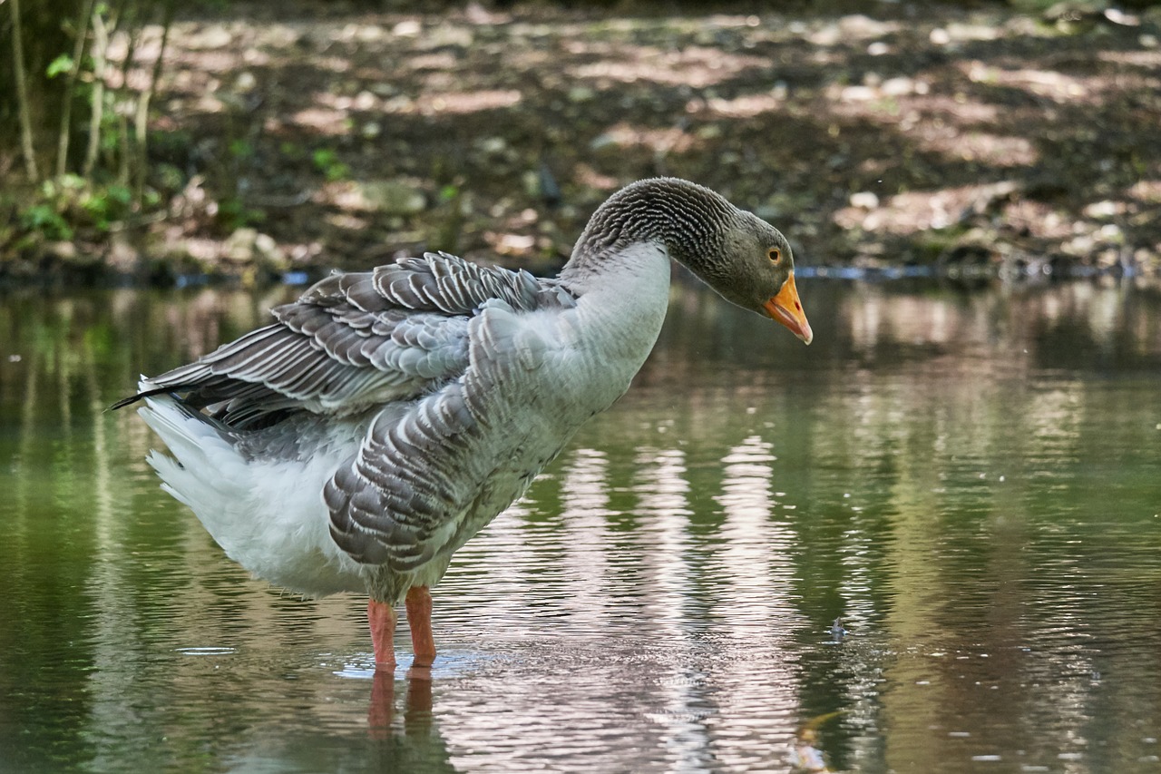 goose water bird free photo