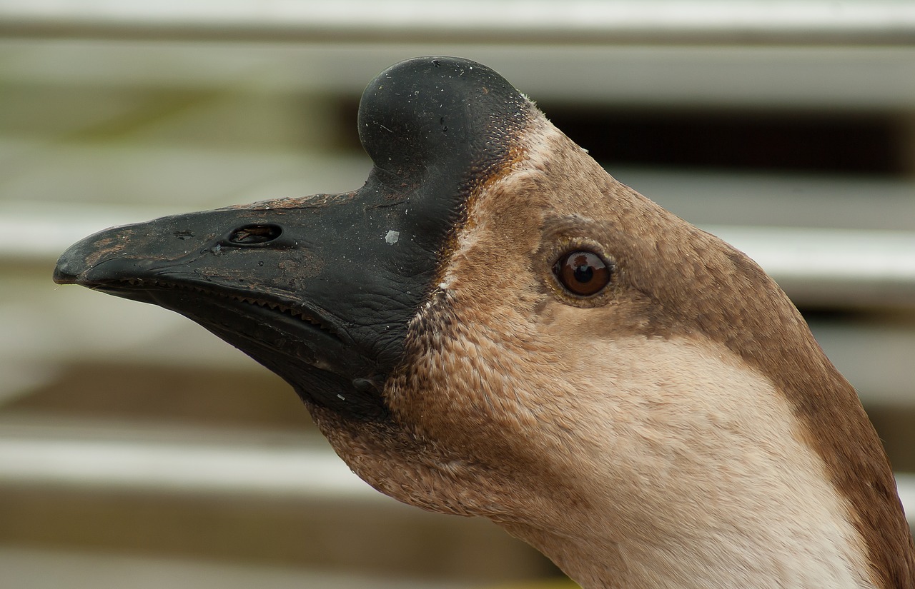 goose poultry beak free photo