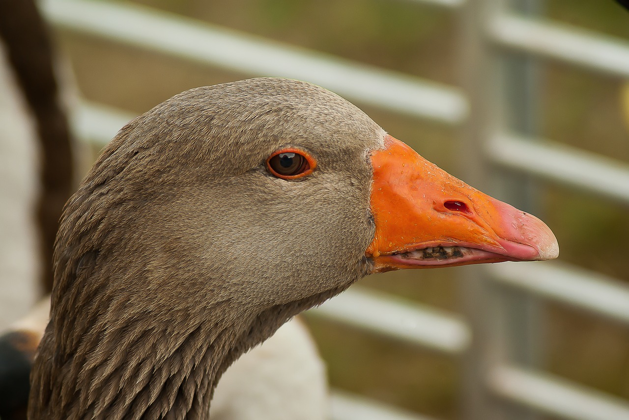 goose poultry beak free photo