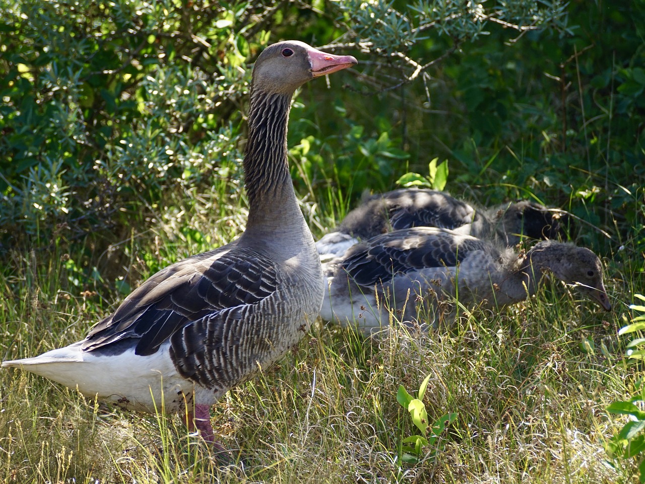 goose greylag goose wild goose free photo