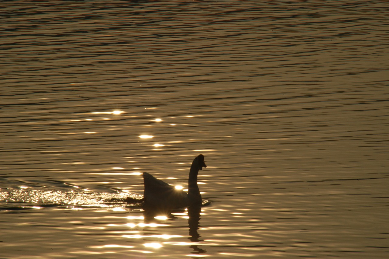 goose wave light free photo