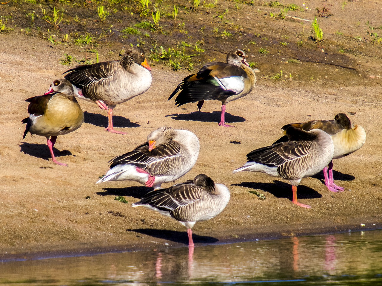 goose nilgans greylag goose free photo