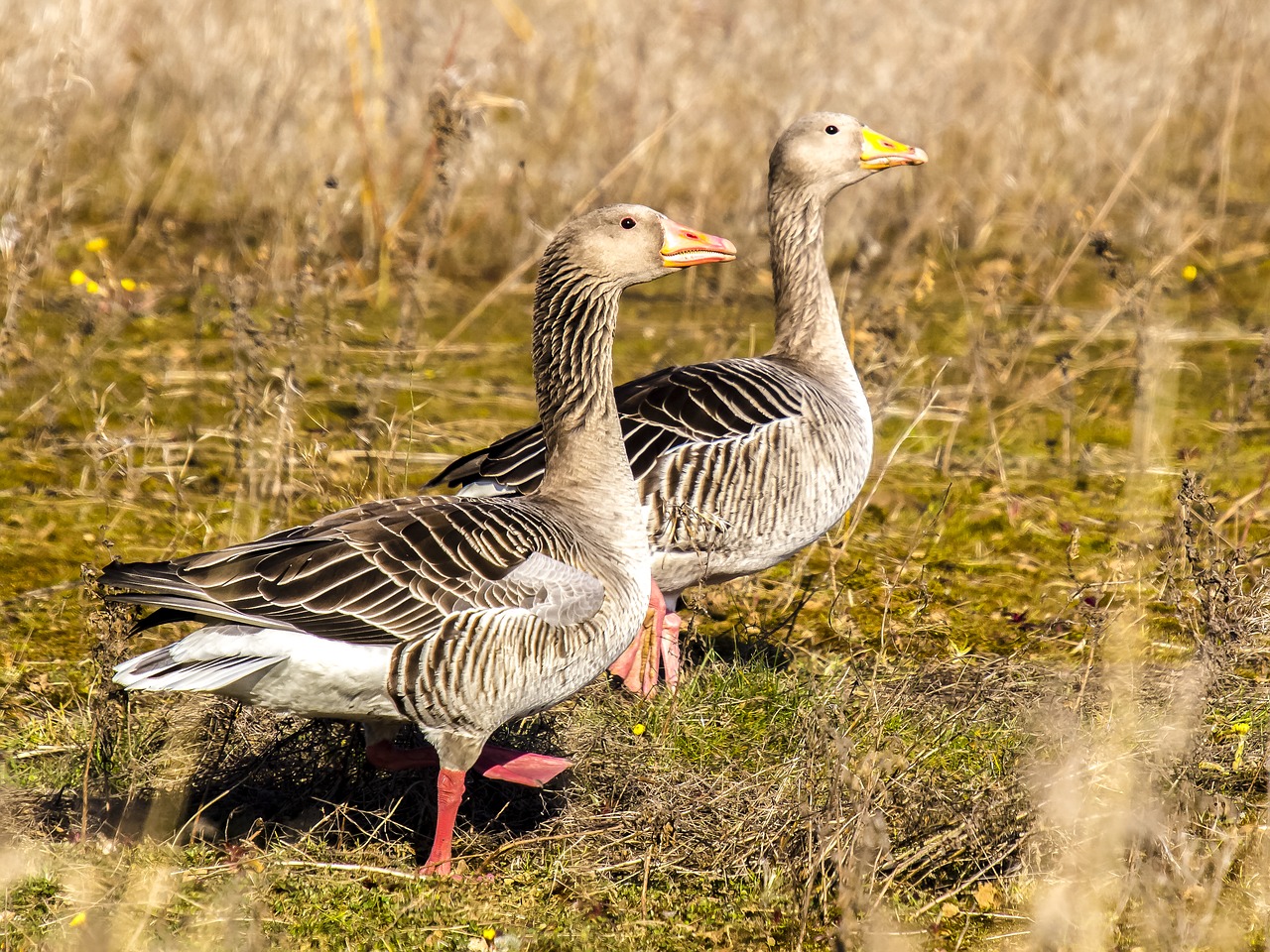 goose greylag goose water bird free photo