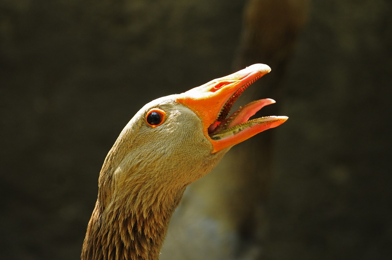 goose orange a gaggle free photo