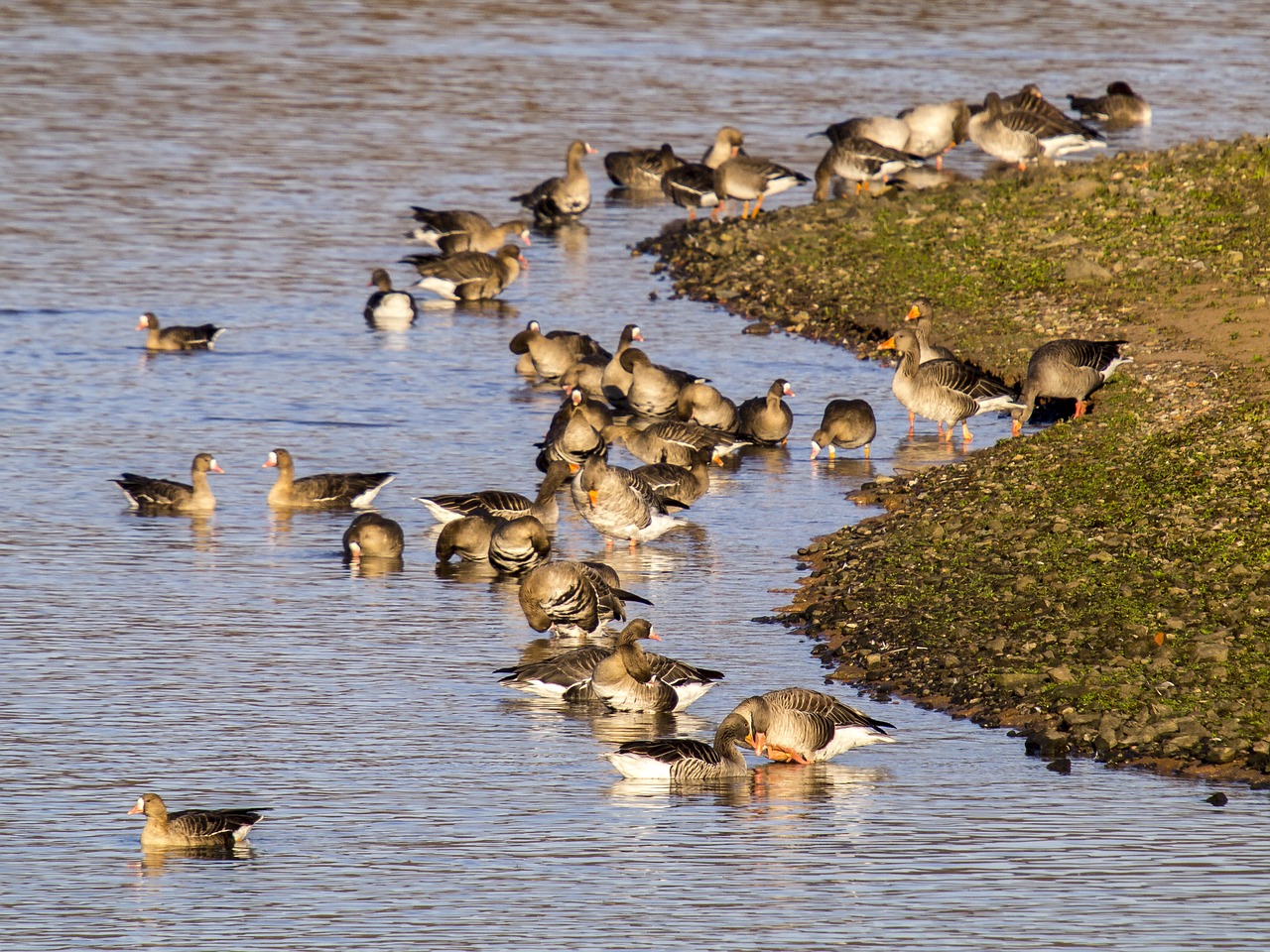 goose geese water bird free photo