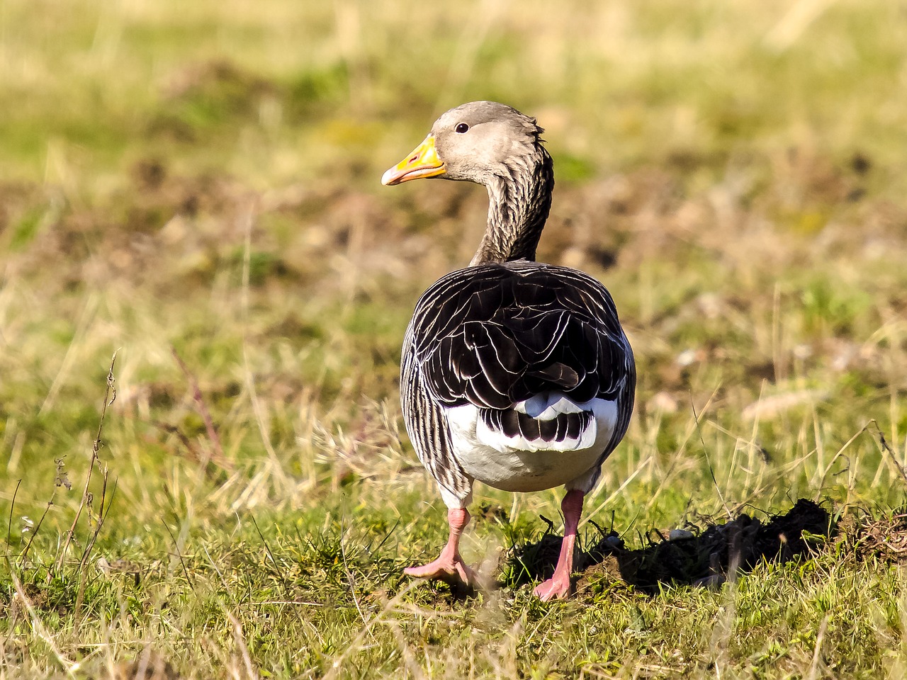 goose greylag goose bird free photo