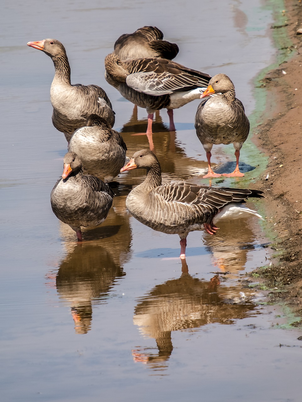 goose greylag goose bird free photo