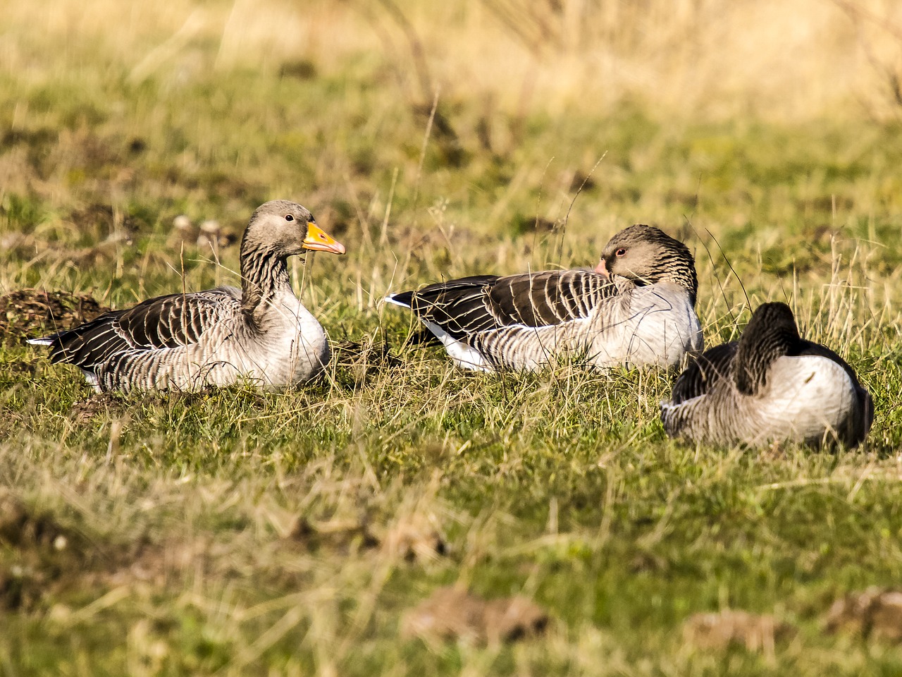 goose greylag goose bird free photo