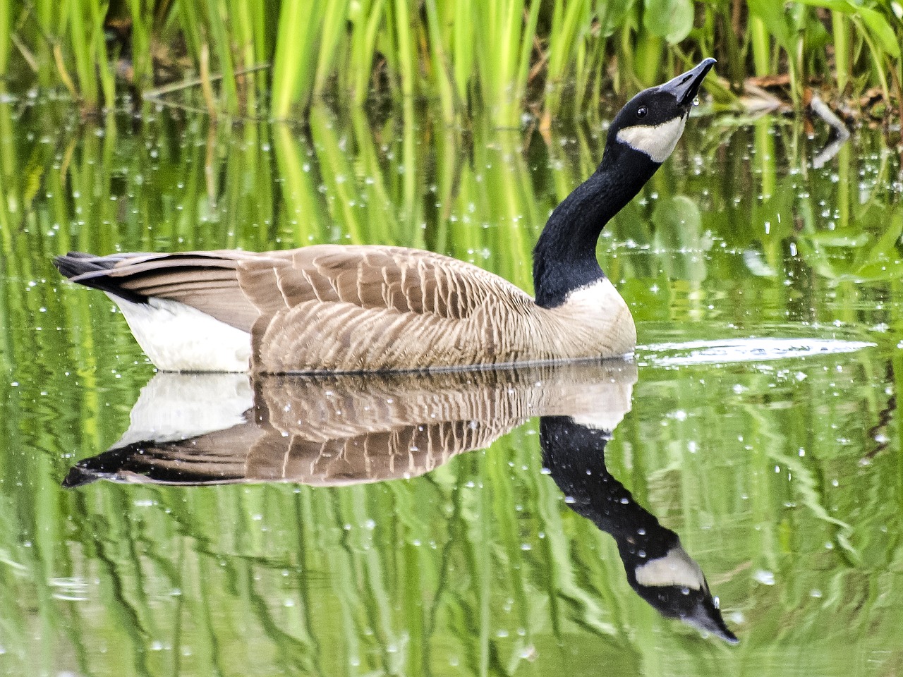 goose canada goose bird free photo