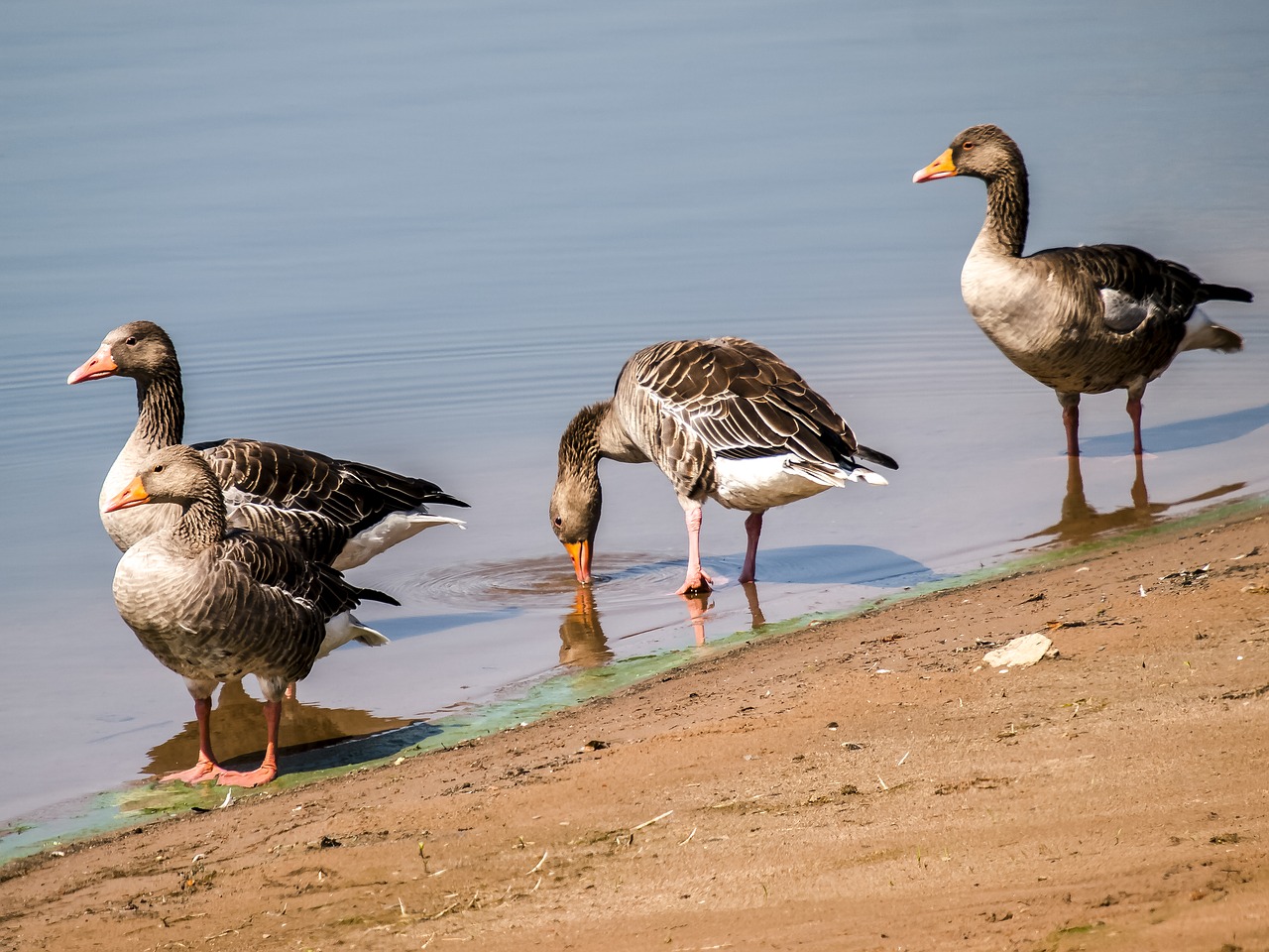 goose greylag goose bird free photo