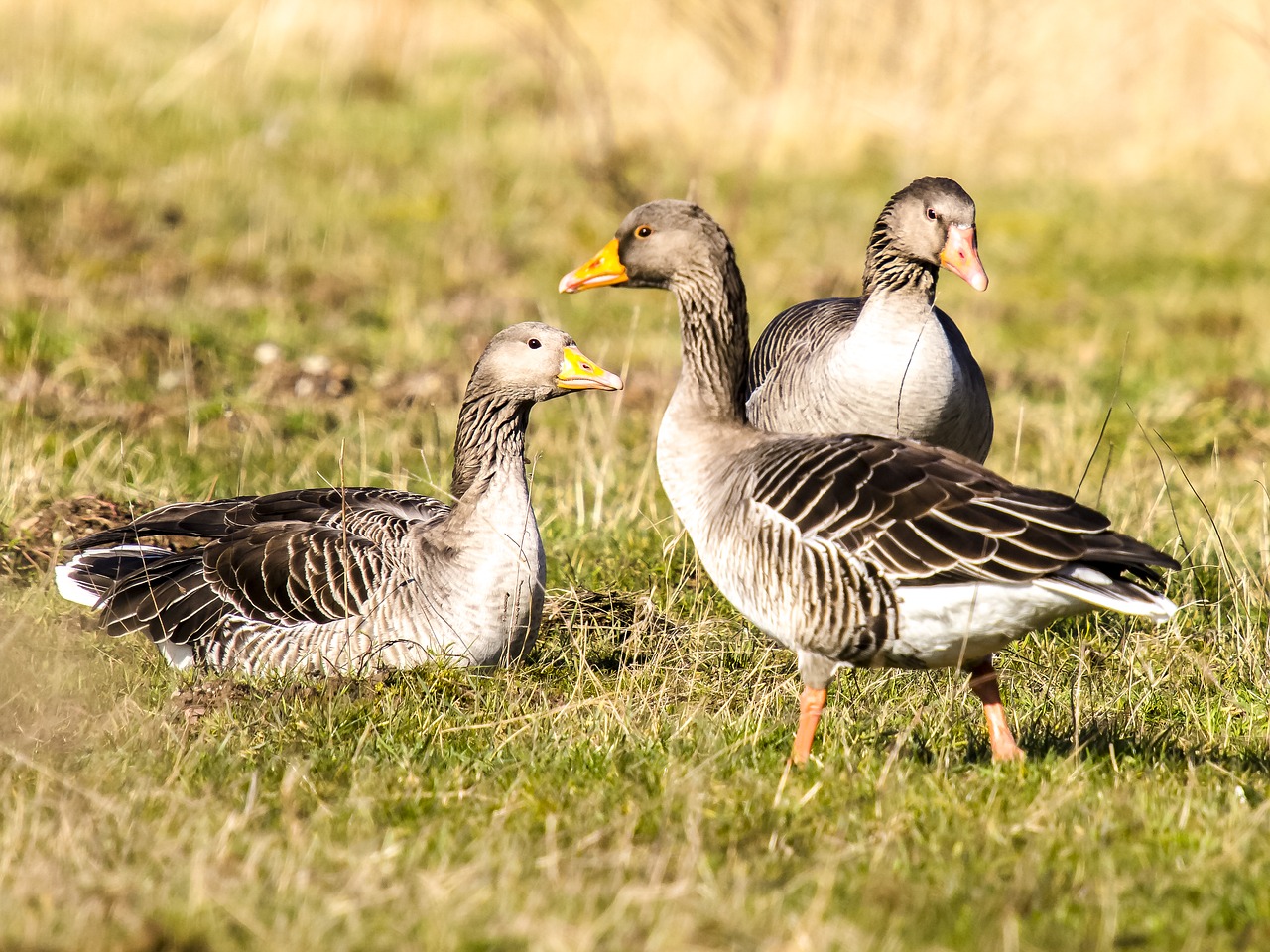 goose greylag goose bird free photo