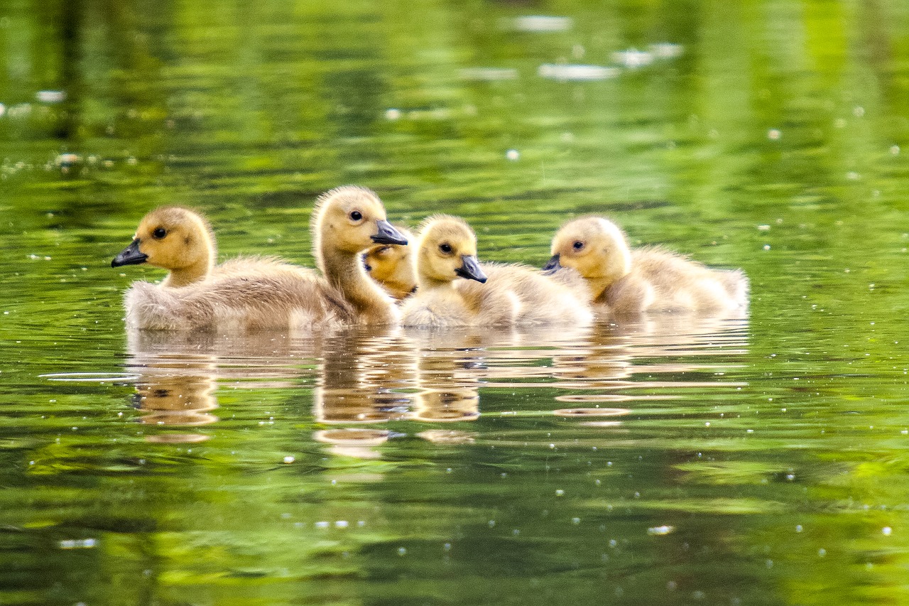 goose chicks canada goose free photo