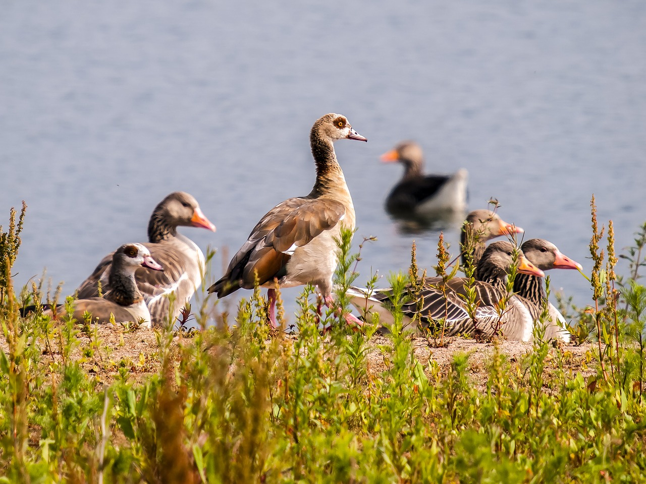 goose geese greylag goose free photo