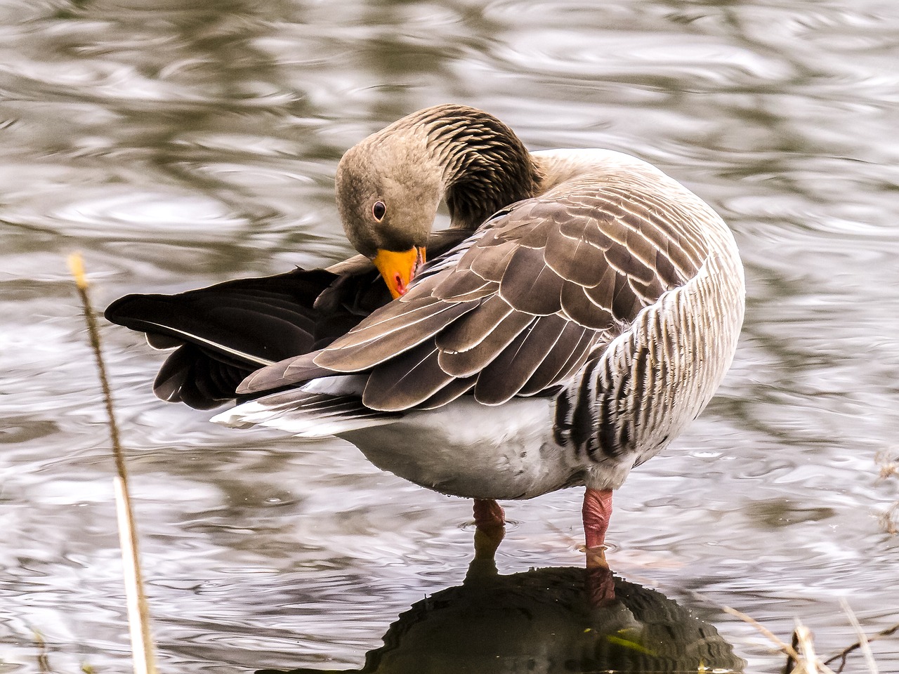 goose geese greylag goose free photo