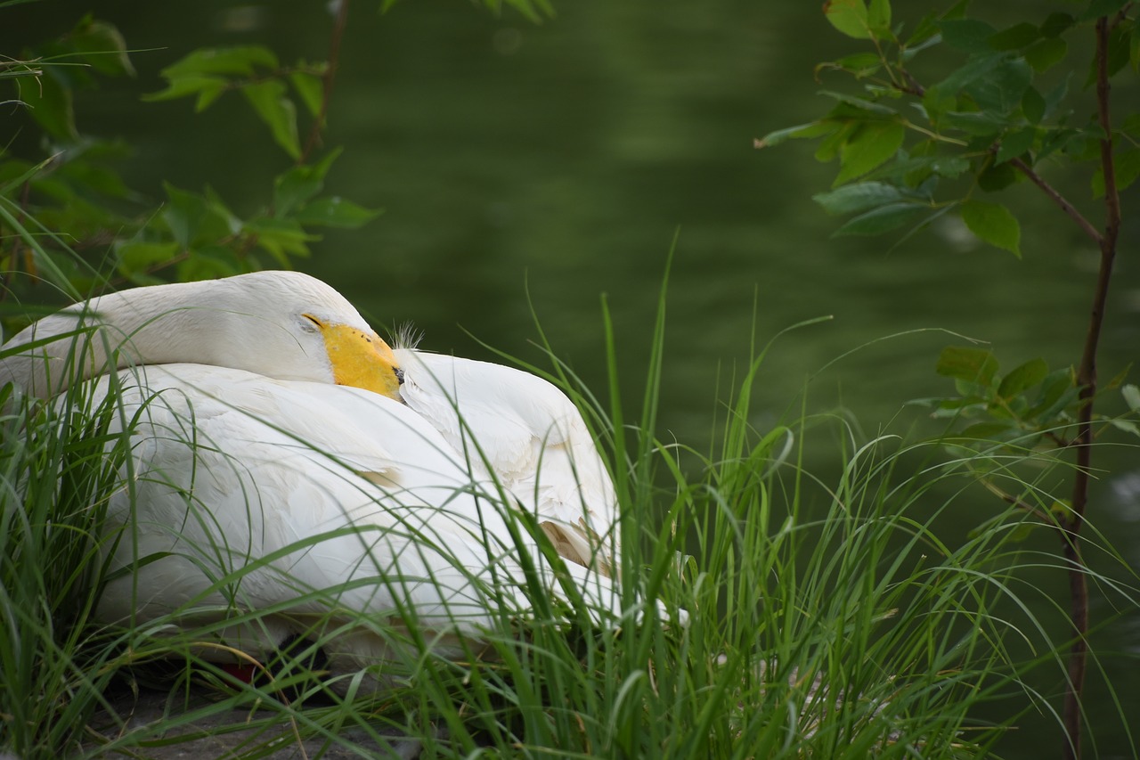 goose sleeping animal free photo