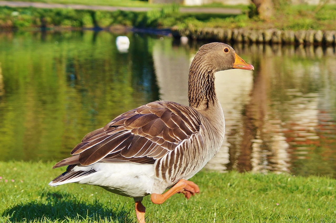 goose wild goose water bird free photo