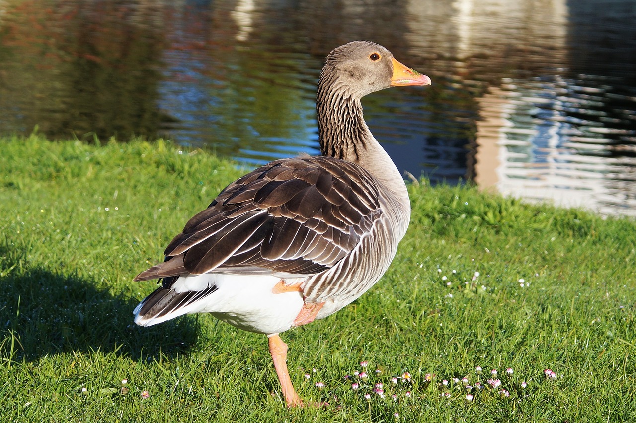 goose wild goose water bird free photo