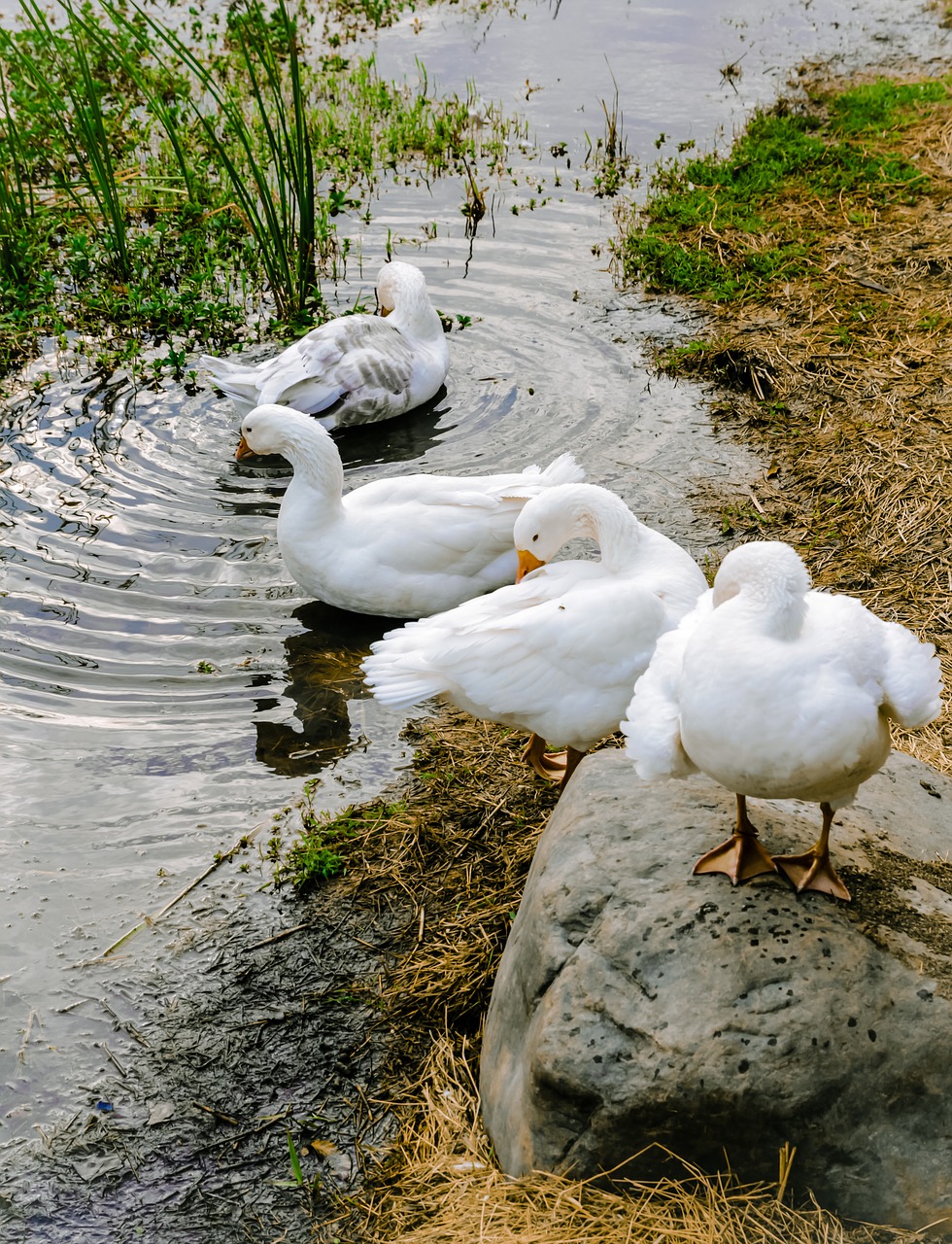 goose wildlife multi free photo