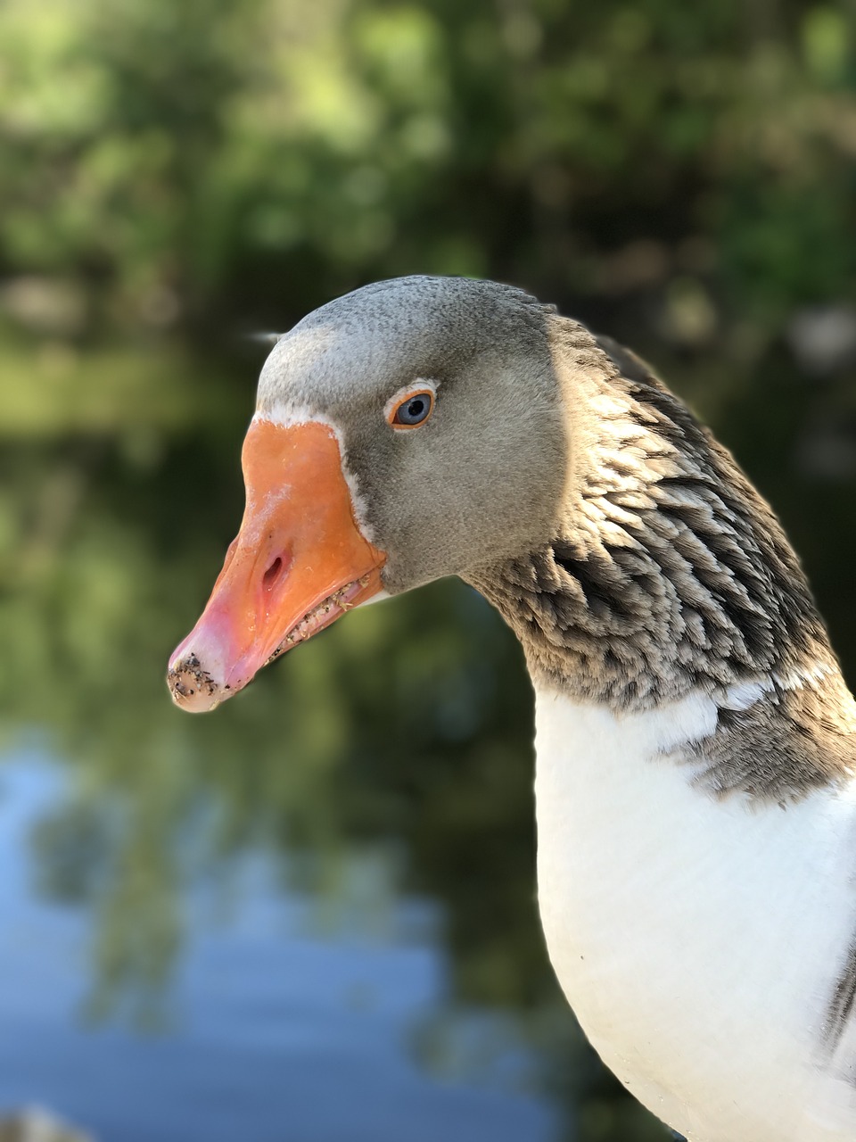 goose bird neck free photo