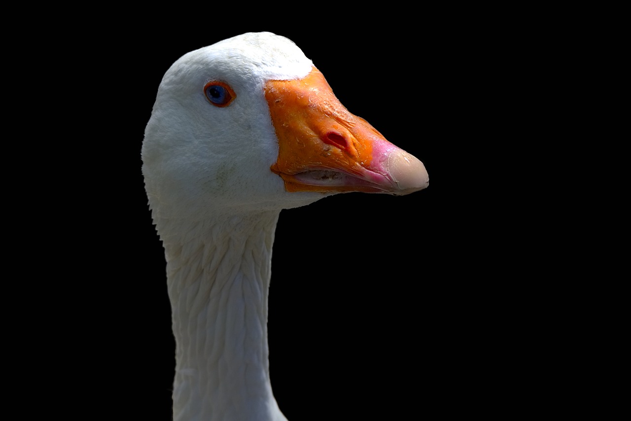 goose bird bill free photo