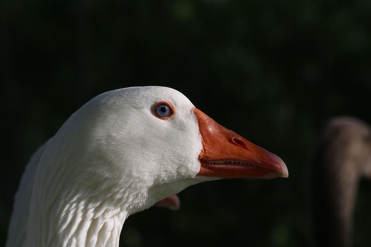 goose white bird free photo