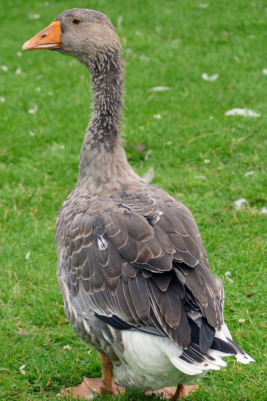 goose bird water bird free photo