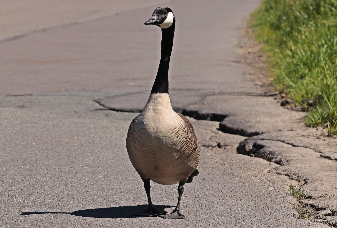 goose wild goose bird free photo