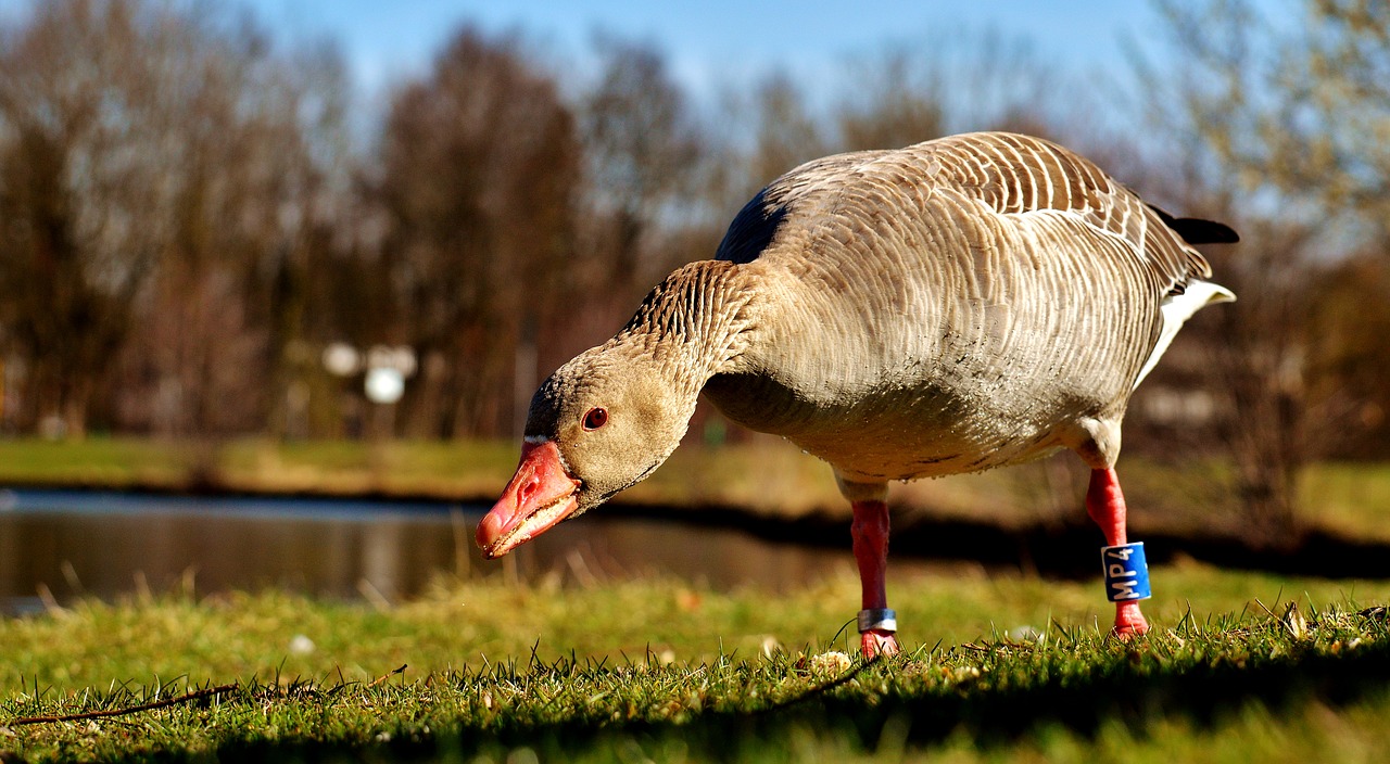 goose water bird animal free photo