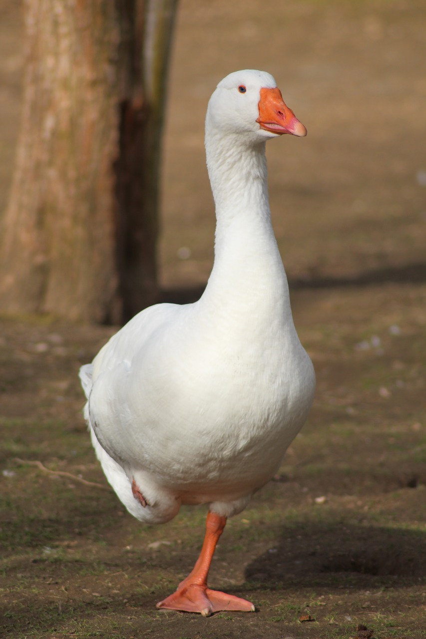 goose bird poultry free photo