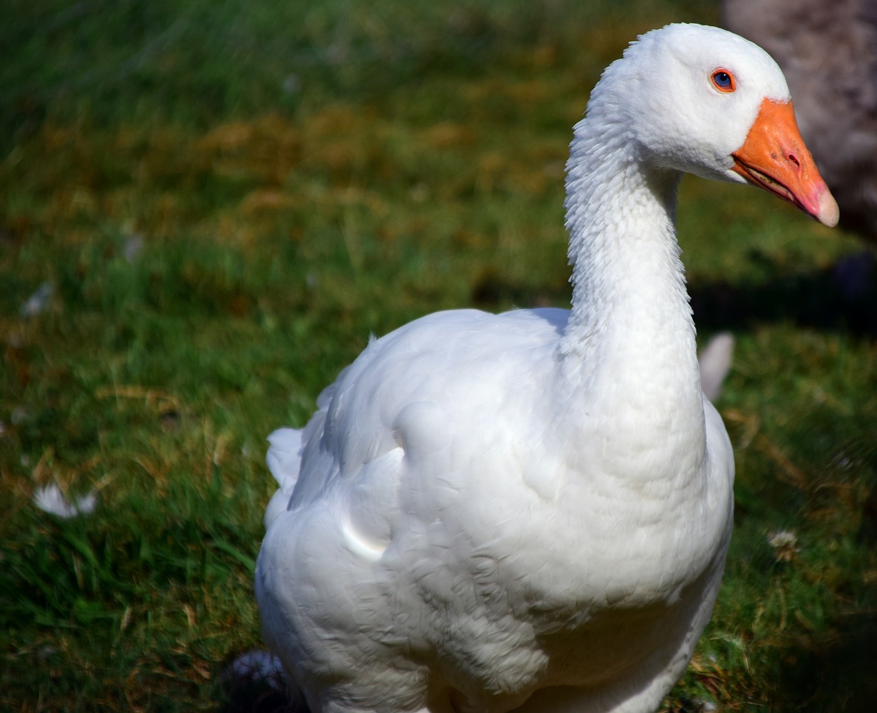 goose domestic goose poultry free photo