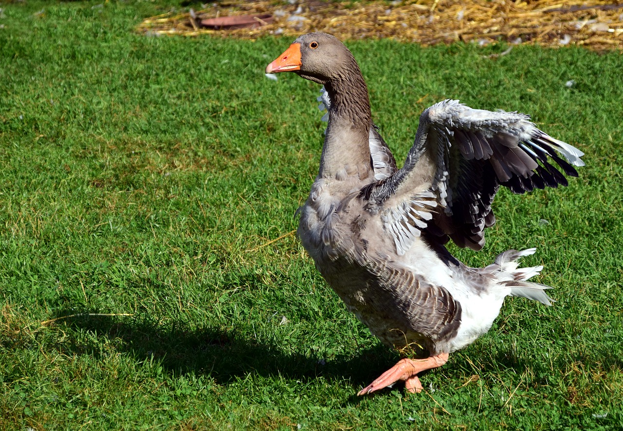 goose domestic goose poultry free photo