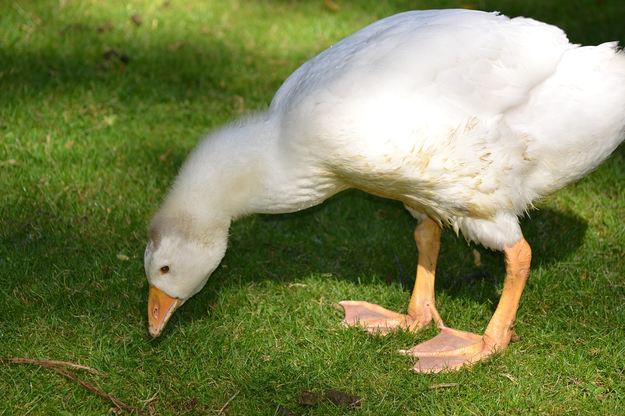 goose white down free photo