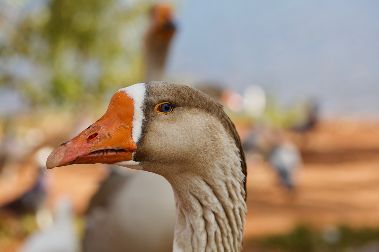 goose blue eyes park free photo