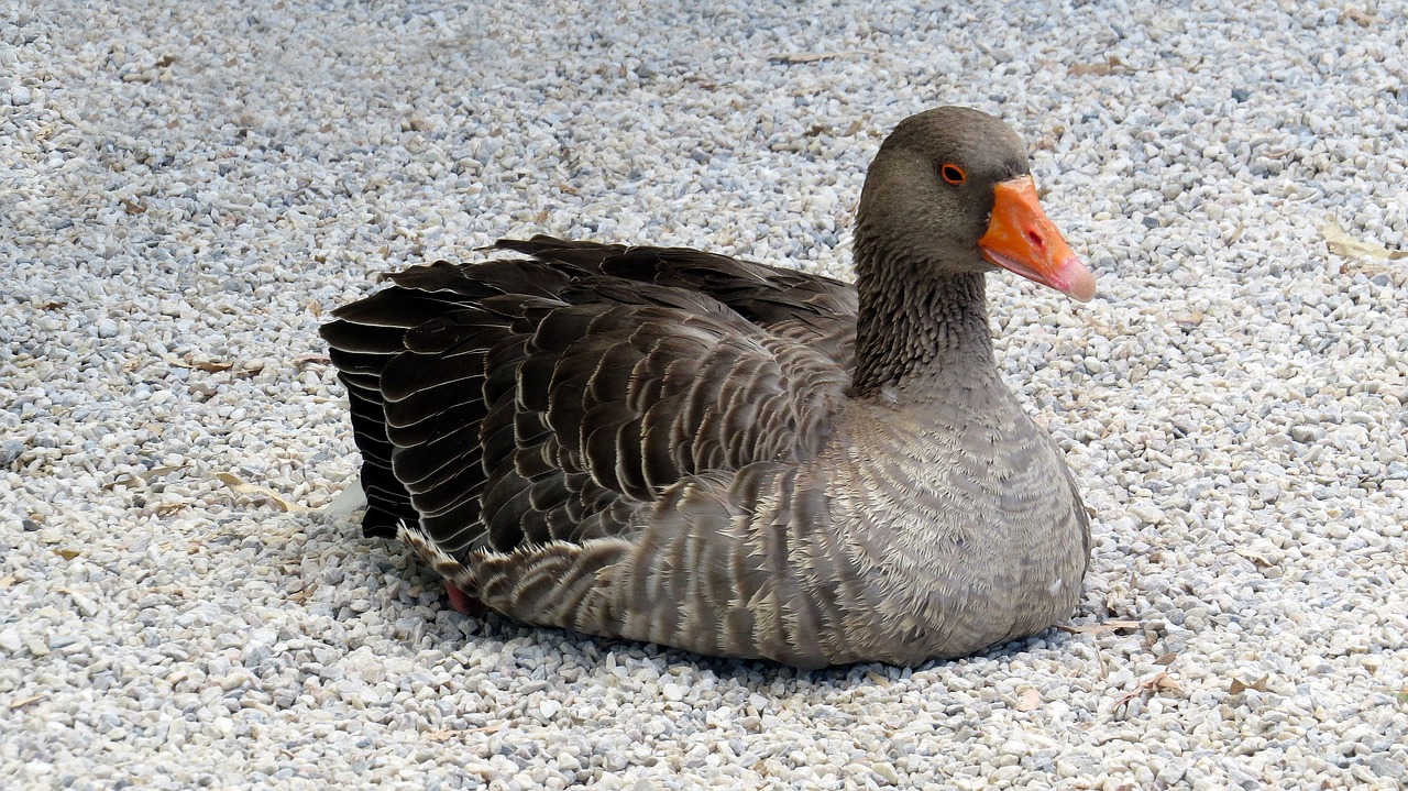 goose animal bird free photo