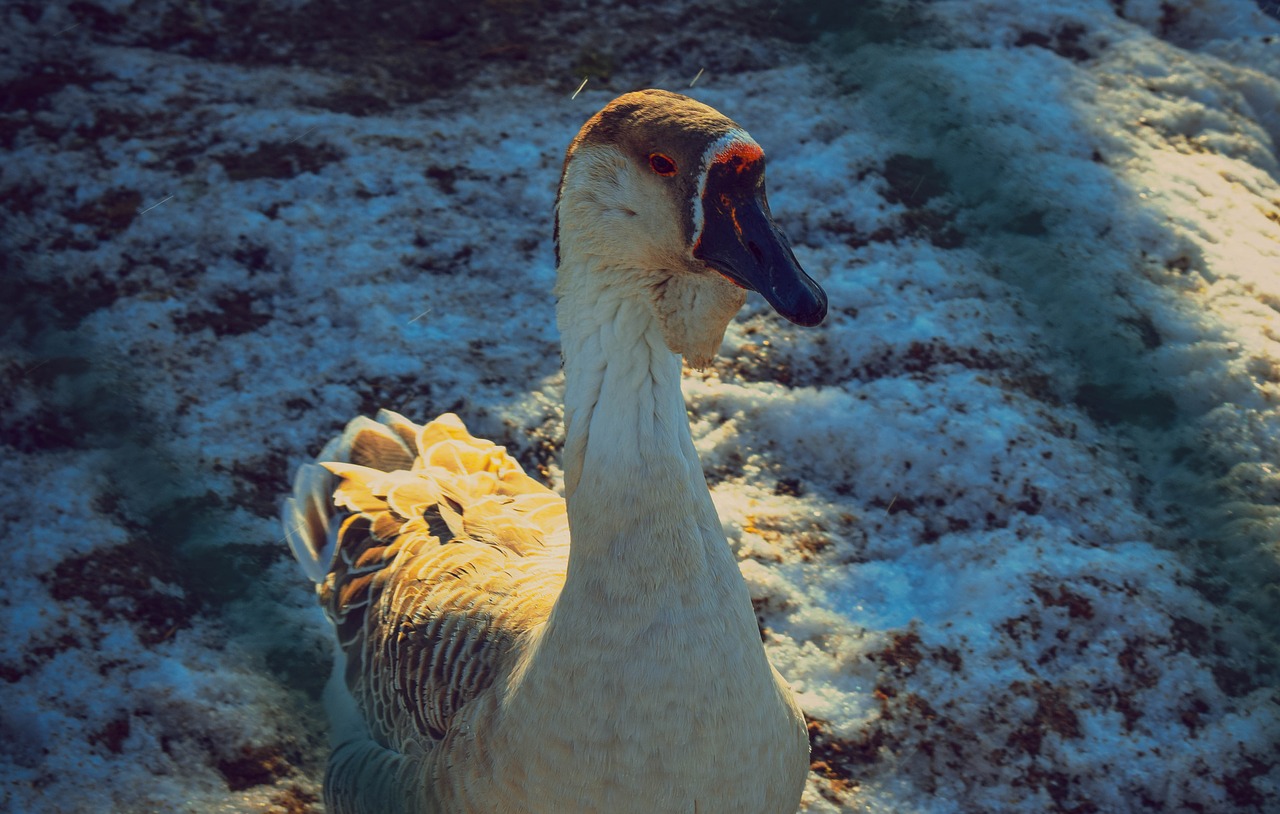 goose animals winter free photo