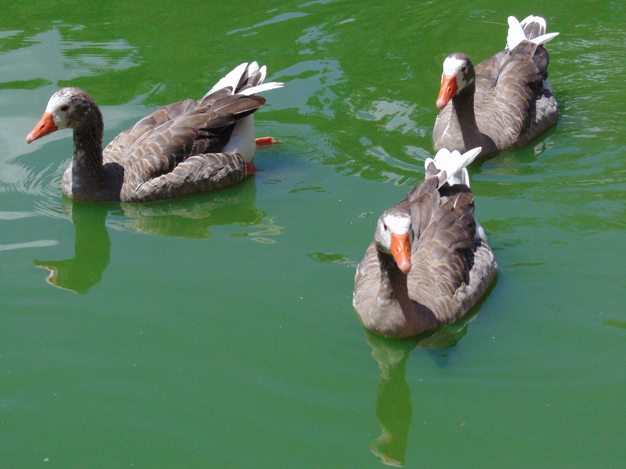 goose ave pond free photo