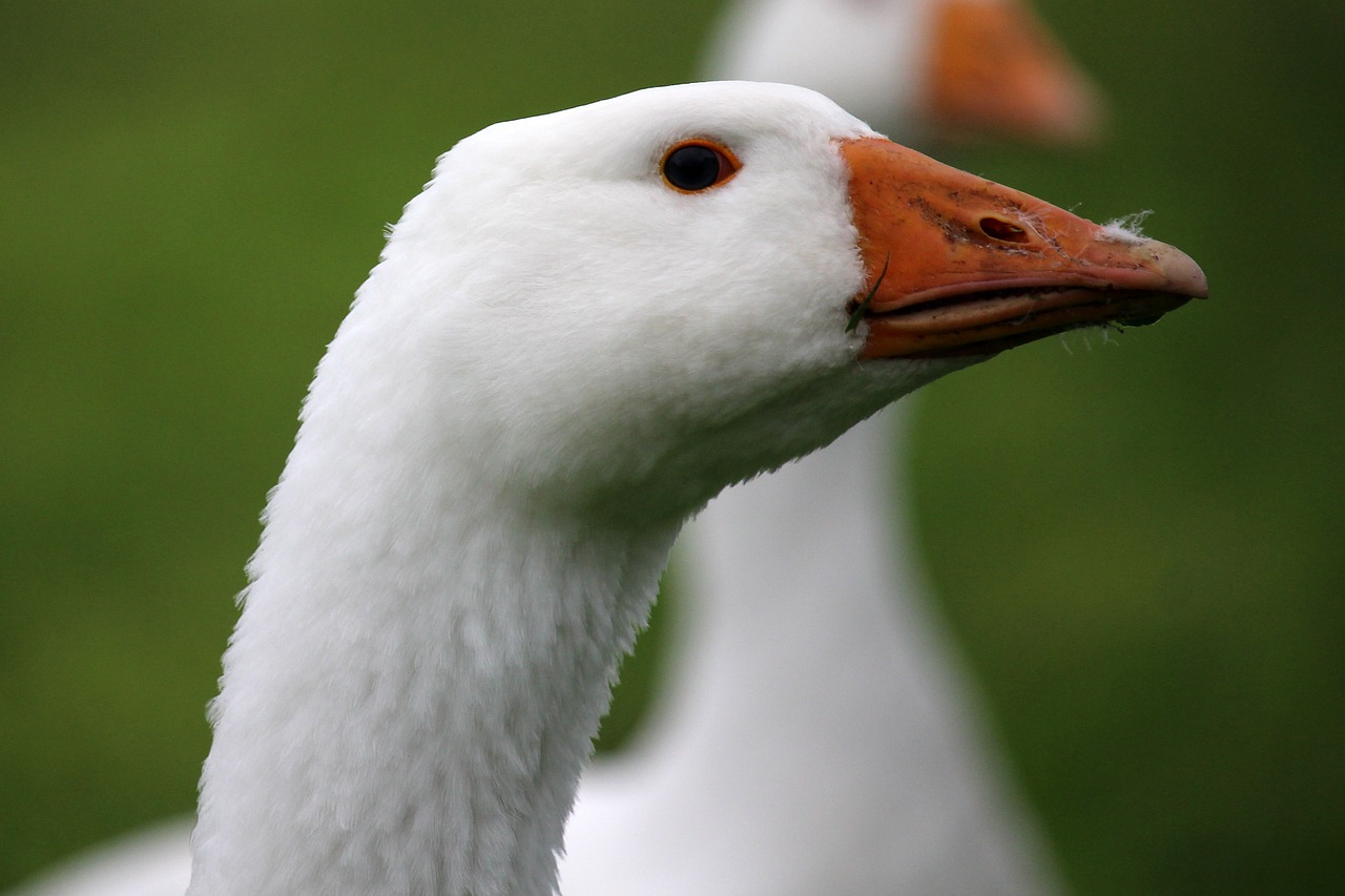 goose head white free photo