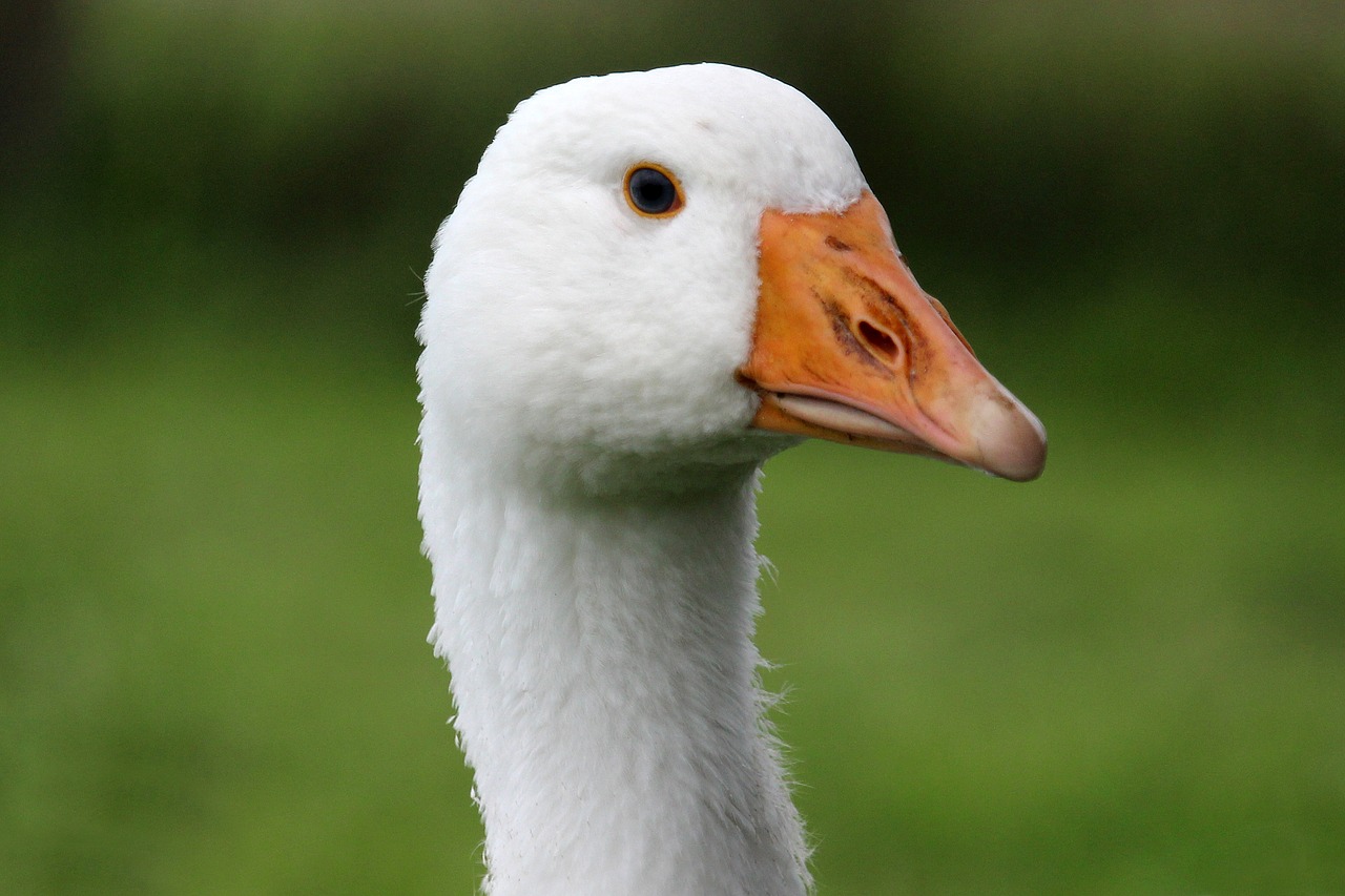 goose white bio free photo