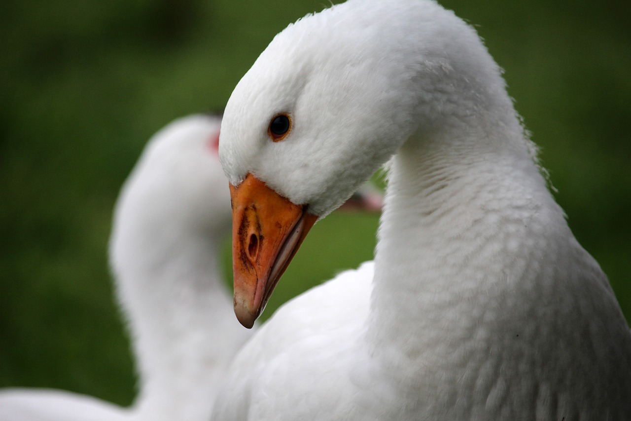 goose white head free photo