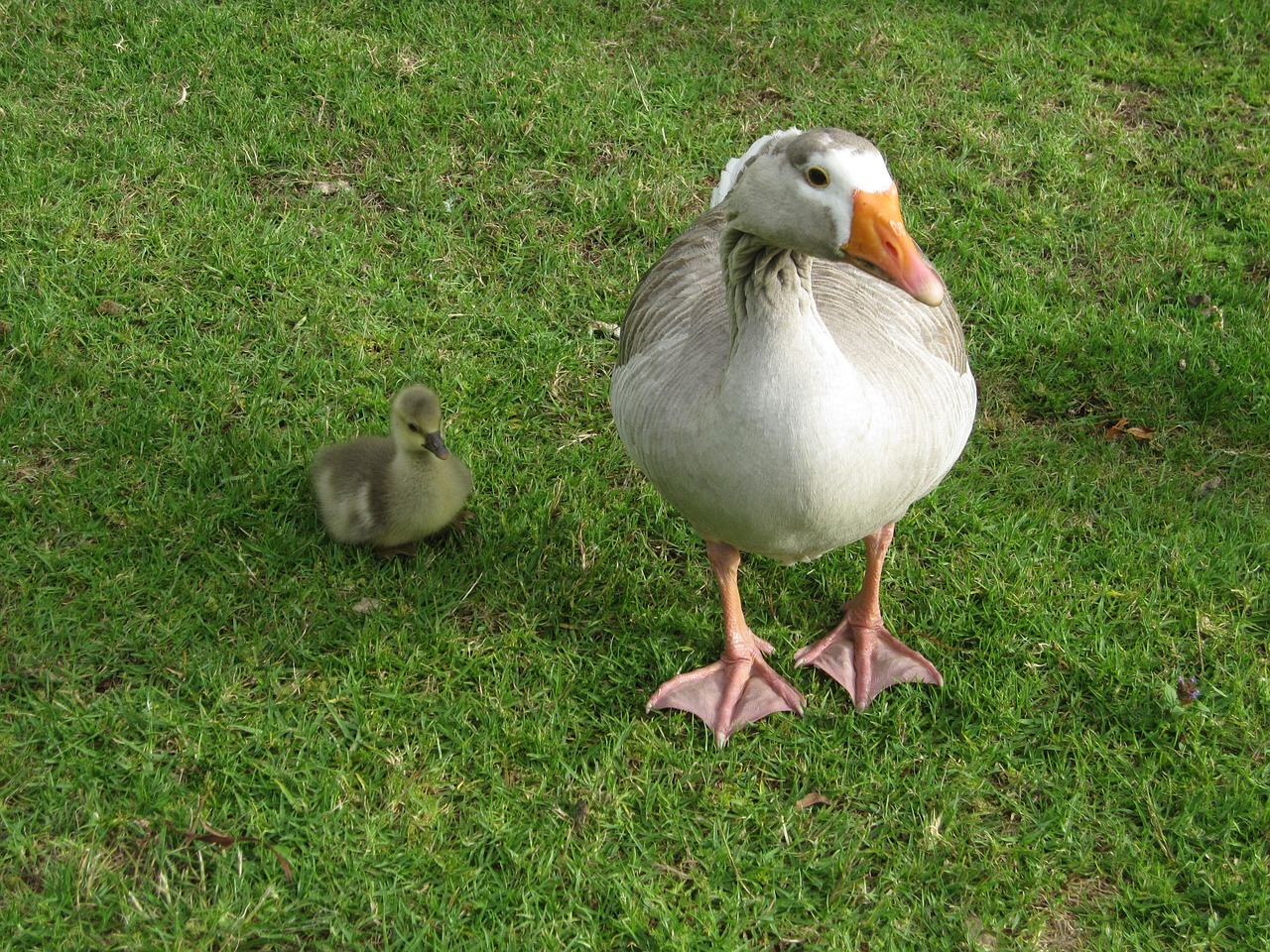 goose goose with baby animal free photo