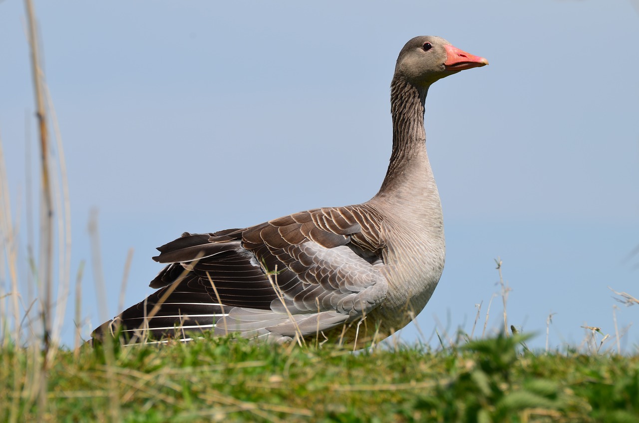 goose nature animal free photo