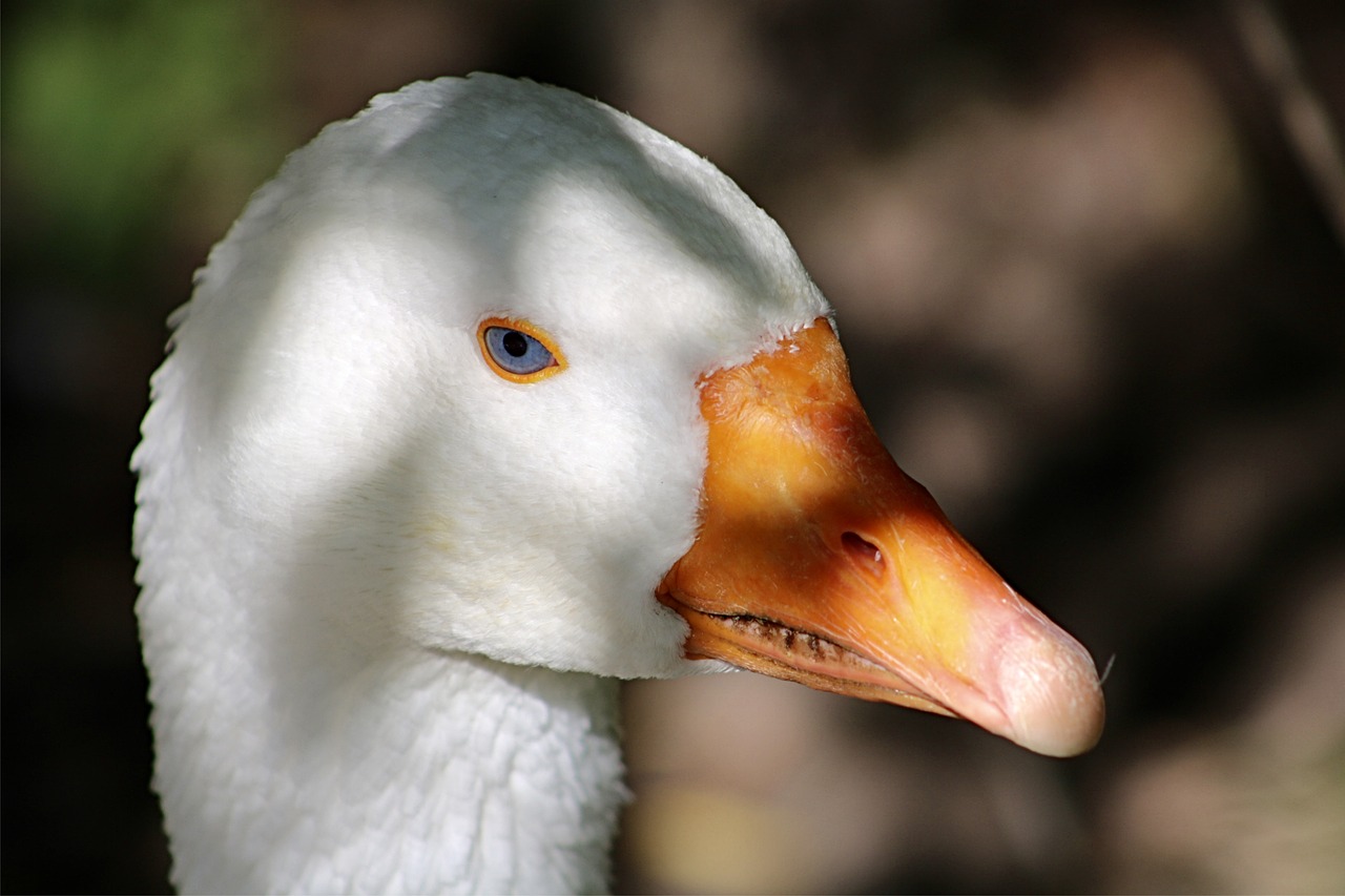 goose animal portrait animal world free photo