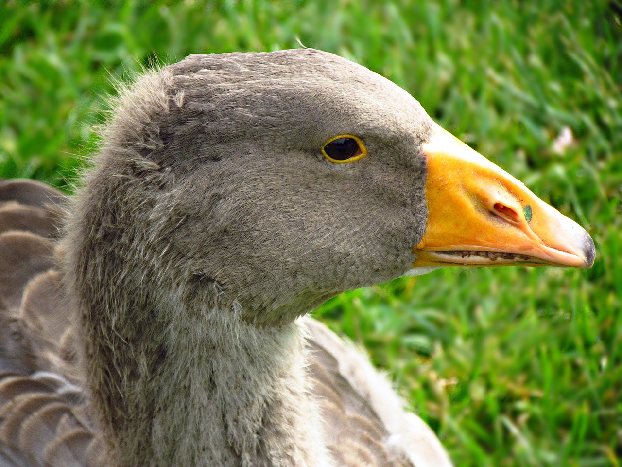 goose bird nature free photo