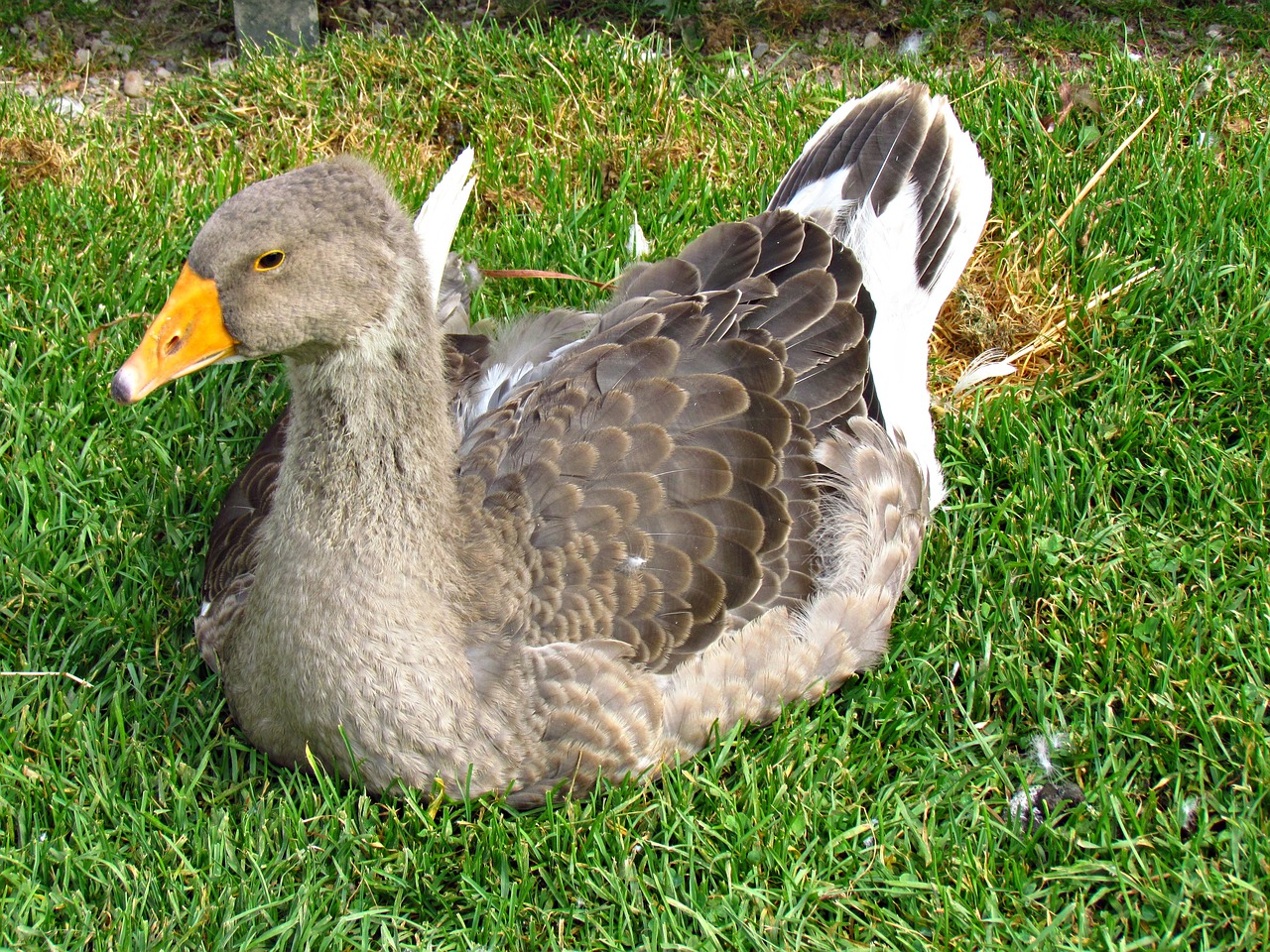 goose bird nature free photo