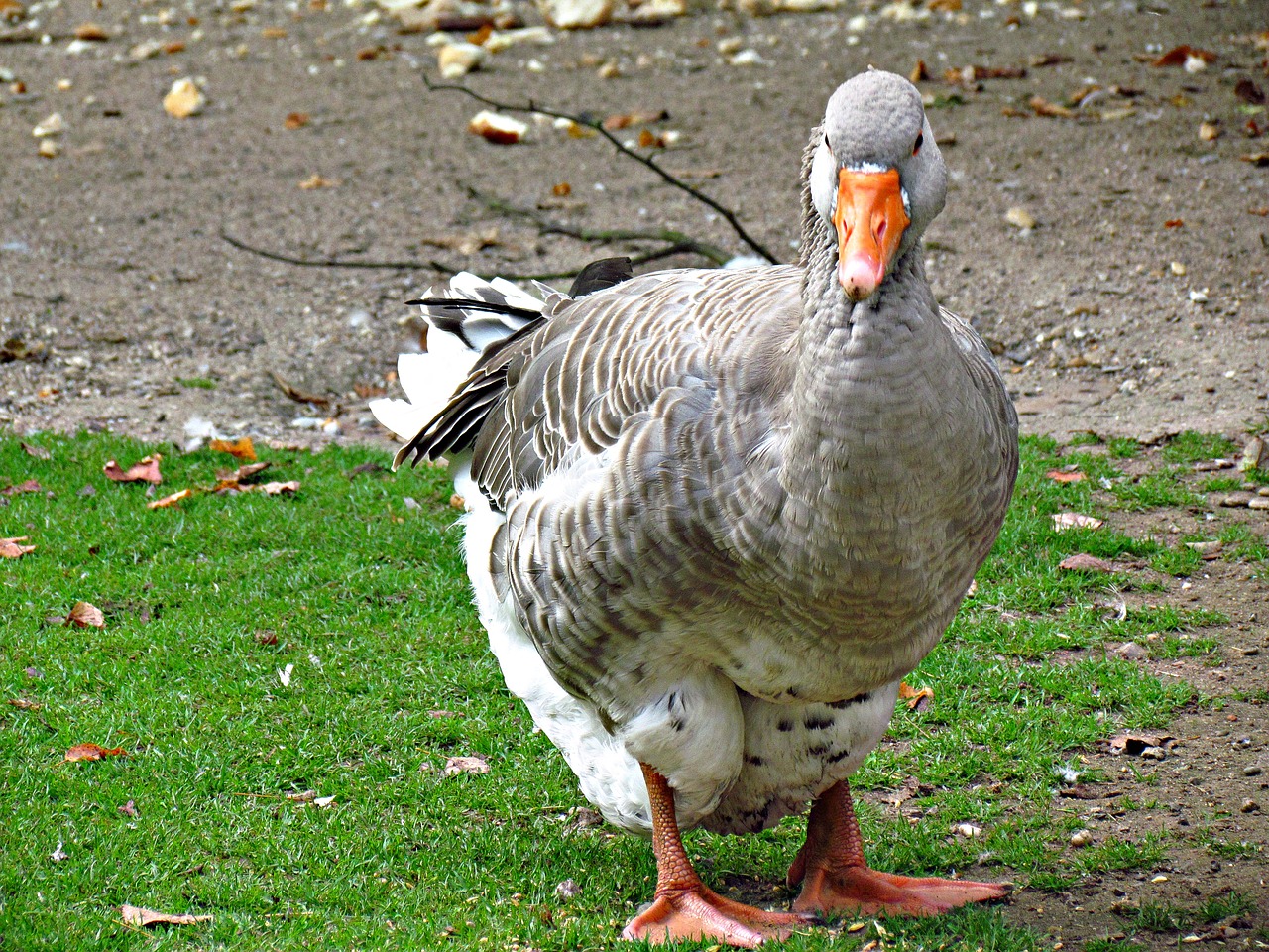 goose beak bird free photo