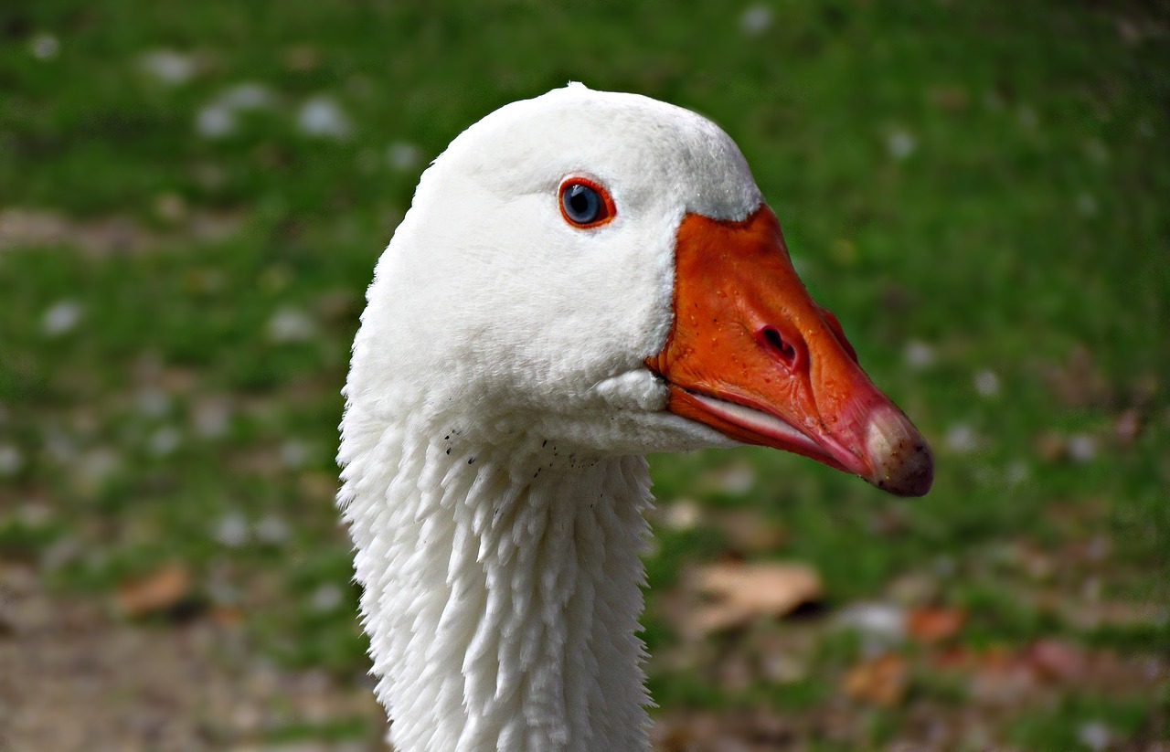 goose beak bird free photo